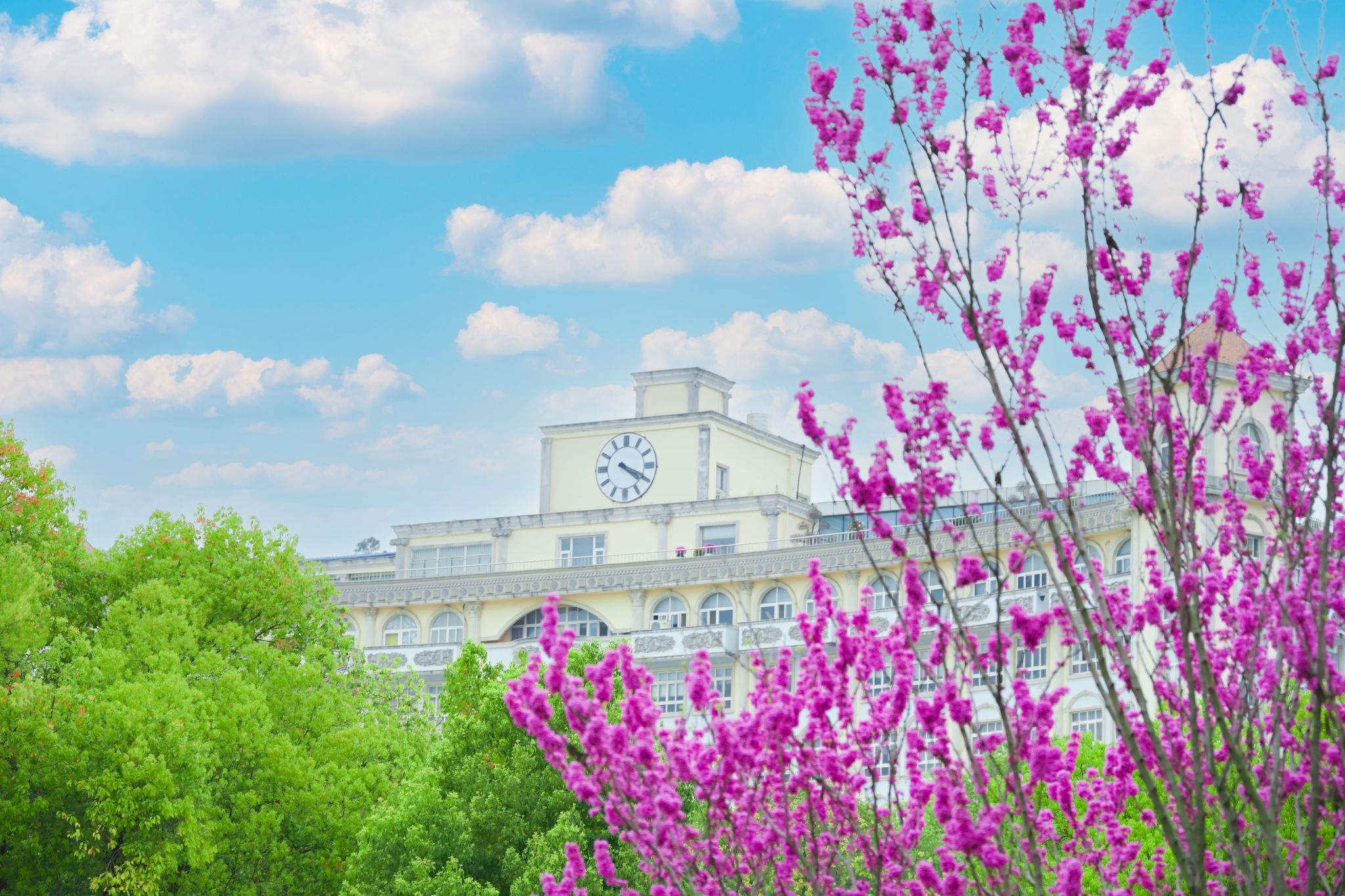 官宣！武昌理工学院选定紫荆花为校花